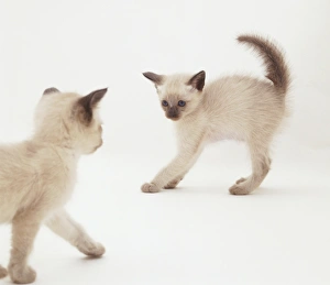 Tonkinese kitten with its hair standing up watching second kitten approaching Tonkinese kitten with its hair standing up watching second kitten approaching