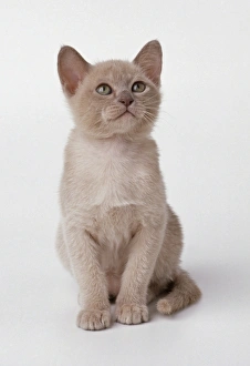 Tonkinese kitten, seated, looking up Tonkinese kitten, seated, looking up