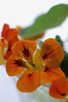 Tropaeolum majus (Garden Nasturtium), edible orange flower head Tropaeolum majus (Garden Nasturtium), edible orange flower head