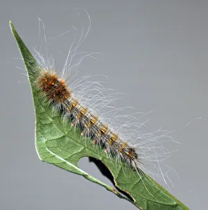 Tropical Lappet Moth Caterpillar, overhead view Tropical Lappet Moth Caterpillar, overhead view