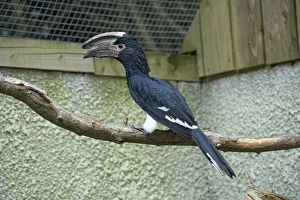 Trumpeter hornbill (Bycanistes bucinator) perching on a branch, side view Trumpeter hornbill (Bycanistes bucinator) perching on a branch, side view