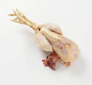 Trussed chicken, with head and feet, view from above Trussed chicken, with head and feet, view from above