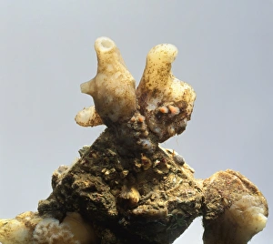Tunicate attached to rock underwater Tunicate attached to rock underwater