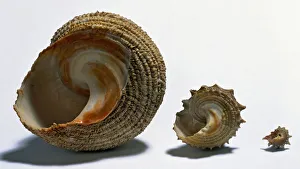 Three turban snail shells of different sizes Three turban snail shells of different sizes