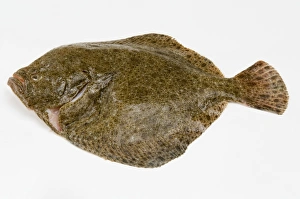 Turbot on white background, close-up Turbot on white background, close-up