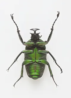 Underside of shiny green chafer beetle (Neptunides polychromus) showing legs attached to the thorax Underside of shiny green chafer beetle (Neptunides polychromus) showing legs attached to the thorax