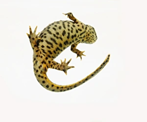 Underside view of Sharp-ribbed salamander (Pleurodeles waltl) Underside view of Sharp-ribbed salamander (Pleurodeles waltl)
