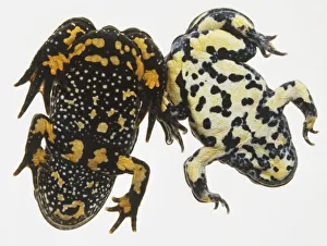 Underside of Yellow Bellied Toad and European Fire Bellied Toad Underside of Yellow Bellied Toad and European Fire Bellied Toad