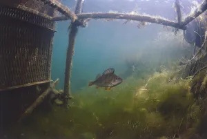 Underwater shot of a perch swimming in green murky water beneath a jetty structure covered in algae Underwater shot of a perch swimming in green murky water beneath a jetty structure covered in algae