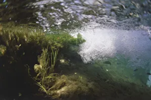 Underwater shot of a river with green weeds and rainbow trouts swimming in the aerated water Underwater shot of a river with green weeds and rainbow trouts swimming in the aerated water