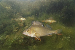 Underwater shot of a young perch fish swimming in the soft weeds of green murky waters of a river Underwater shot of a young perch fish swimming in the soft weeds of green murky waters of a river