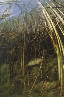 Underwater a small perch fish swims through reeds camouflaging with its environment Underwater a small perch fish swims through reeds camouflaging with its environment