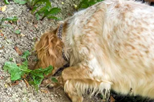 University of Truffle Dogs. Roddi. Piedmont. Italy University of Truffle Dogs. Roddi. Piedmont. Italy