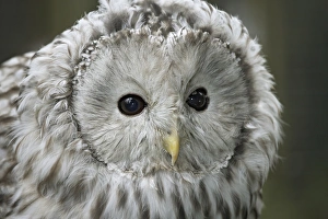 Ural Owl (Strix uralensis) head, close-up Ural Owl (Strix uralensis) head, close-up