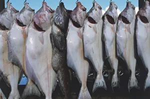 USA, Alaska, Seward, halibut weigh in, close up USA, Alaska, Seward, halibut weigh in, close up