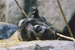USA, Illinois, Chicago, Lincoln Park Zoo, Lowland Gorilla, lying on its back hugging itself, close up
