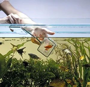 Using small net to removing orange fish from fish tank Using small net to removing orange fish from fish tank