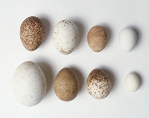 A variety of eggs from birds of prey, including Golden eagle, Yellow-billed kite, Peregrine falcon, Saker falcon A variety of eggs from birds of prey, including Golden eagle, Yellow-billed kite, Peregrine falcon, Saker falcon
