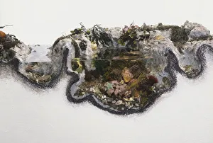 Various animals and plant species in a rock pool, cross-section side view Various animals and plant species in a rock pool, cross-section side view