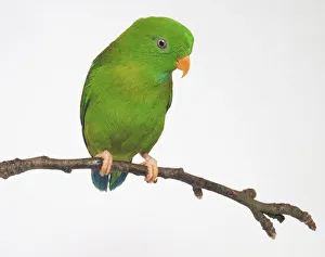 Vernal Hanging-Parrot (Loriculus vernalis) perching on a twig, side view Vernal Hanging-Parrot (Loriculus vernalis) perching on a twig, side view
