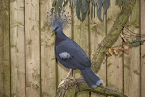 Victoria Crowned Pigeon (Goura Victoria) perching on branch Victoria Crowned Pigeon (Goura Victoria) perching on branch