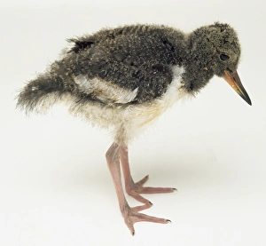 Side view of a 3-week-old Pied Oystercatcher chick, with head in profile Side view of a 3-week-old Pied Oystercatcher chick, with head in profile