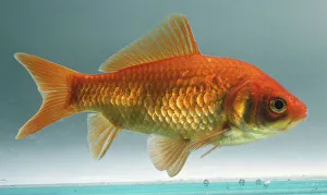 Side view of adult Goldfish, Carassius auratus Side view of adult Goldfish, Carassius auratus
