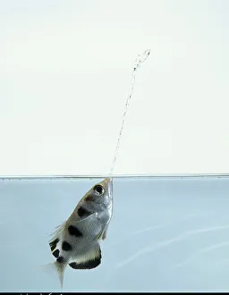 Side view of Archerfish spitting water Side view of Archerfish spitting water