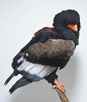 Side view of a Bateleur, Terathopius ecaudutus, perched on a branch and facing forwards Side view of a Bateleur, Terathopius ecaudutus, perched on a branch and facing forwards
