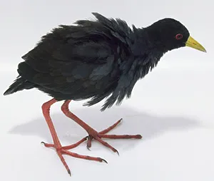 Side view of a Black Crake, a South African bird with long Side view of a Black Crake, a South African bird with long