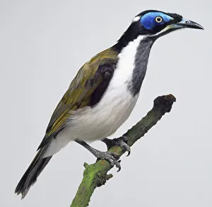 Side view of a Blue-Faced Honeyeater, perching on a branch, with head in profile, showing the patches of bare Side view of a Blue-Faced Honeyeater, perching on a branch, with head in profile, showing the patches of bare