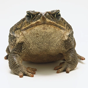 Front view of Cane Toad (Bufo marinus) Front view of Cane Toad (Bufo marinus)