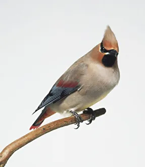 Side view of a captive Japanese Waxwing, perched on a thin branch Side view of a captive Japanese Waxwing, perched on a thin branch