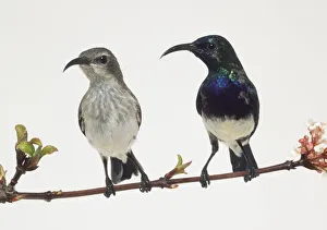 Front view of a captive male Variable Sunbird perched on a thin branch, with head in profile Front view of a captive male Variable Sunbird perched on a thin branch, with head in profile
