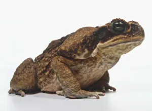 Side view of a captive Marine Toad (Bufo marinus) showing bony ridge on nose Side view of a captive Marine Toad (Bufo marinus) showing bony ridge on nose