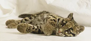 Side view of Clouded Leopard cub, Neofelis nebulosa, with head facing left in profile Side view of Clouded Leopard cub, Neofelis nebulosa, with head facing left in profile