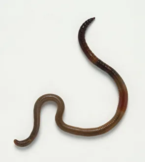 Above view, curling red earthworm Above view, curling red earthworm