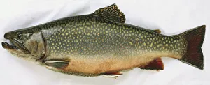 Side view of a dead brook trout with pink spots along its flank and grey scales Side view of a dead brook trout with pink spots along its flank and grey scales