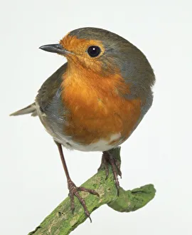 Front view of a Eurasian Robin perching on a branch in an alert posture, displaying its red breast plumage Front view of a Eurasian Robin perching on a branch in an alert posture, displaying its red breast plumage