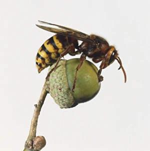 Side view of European Hornet, Vespa crabro, perched on acorn Side view of European Hornet, Vespa crabro, perched on acorn