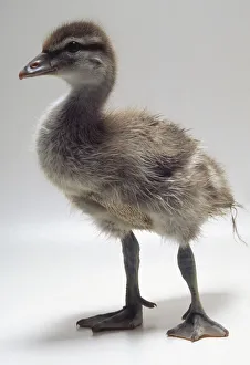Side front view of a fourteen-day-old Maned duckling with head in profile, down for plumage and webbed feet Side front view of a fourteen-day-old Maned duckling with head in profile, down for plumage and webbed feet