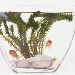 Front view of Goldfish in a tank, with white stones and weed in the background Front view of Goldfish in a tank, with white stones and weed in the background