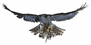 Front view of Goshawk in flight with wings spread out to the sides and tail feathers fanned-out Front view of Goshawk in flight with wings spread out to the sides and tail feathers fanned-out