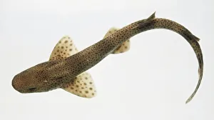 Above view gray spiny dogfish swimming underwater, with slightly flattened head Above view gray spiny dogfish swimming underwater, with slightly flattened head