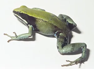 Side view of Green Mantella Frog (Mantella viridis) Side view of Green Mantella Frog (Mantella viridis)