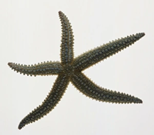 Above view green starfish with rows of tubes suctions on its five arms Above view green starfish with rows of tubes suctions on its five arms