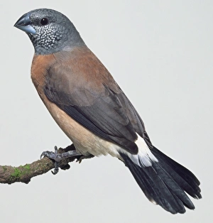Side view of a Grey-Headed Silverbill, a common African finch Side view of a Grey-Headed Silverbill, a common African finch