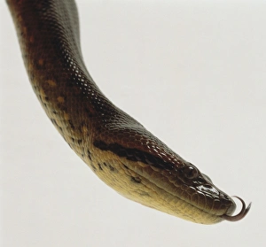 Side view of the head of a Green Anaconda showing the thick, powerful neck Side view of the head of a Green Anaconda showing the thick, powerful neck