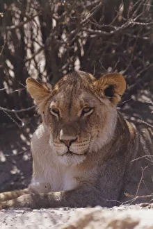Front view of Lioness lying under tree in dusty landscape