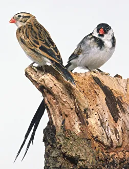 Side view of male and female Pin-Tailed Whydah birds, perching on a decaying tree stump Side view of male and female Pin-Tailed Whydah birds, perching on a decaying tree stump